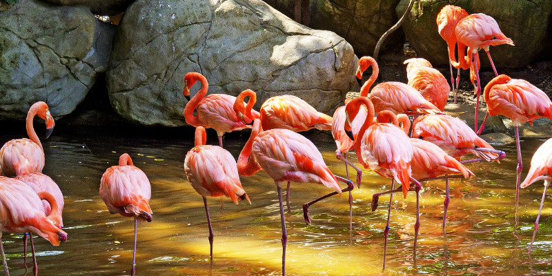 kolumbien-das-land-des-magischen-realismus Flamingos als beliebtes Fotomotiv